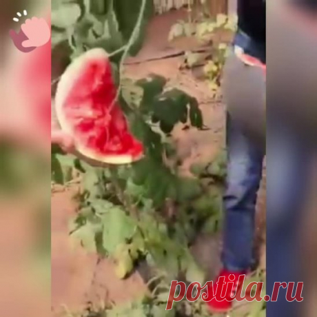 Самые крутые способы резки арбуза 👍