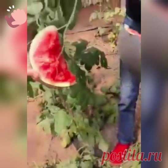 Самые крутые способы резки арбуза 👍