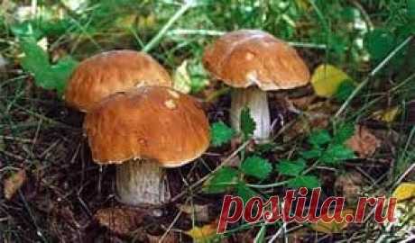 Как приготовить вкусную грибную солянку на зиму. Два проверенных рецепта.