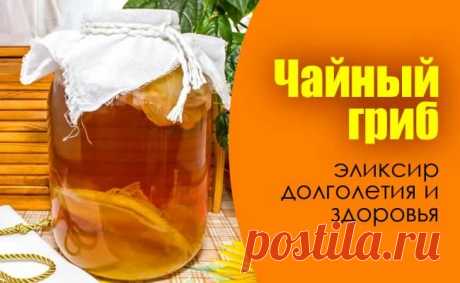Ваш целитель в банке - Чайный гриб от 100 болезней