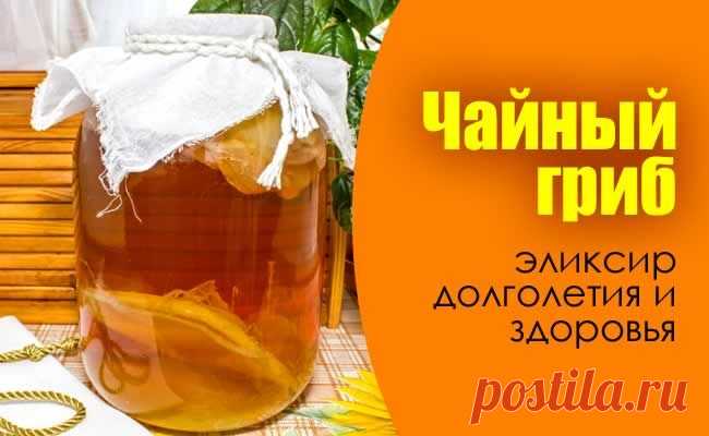 Ваш целитель в банке - Чайный гриб от 100 болезней