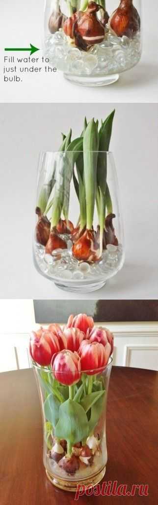 Year Round Tulips - Home and Garden Design... I have done this and it works!!  / How to Force Tulip Bulbs in Water