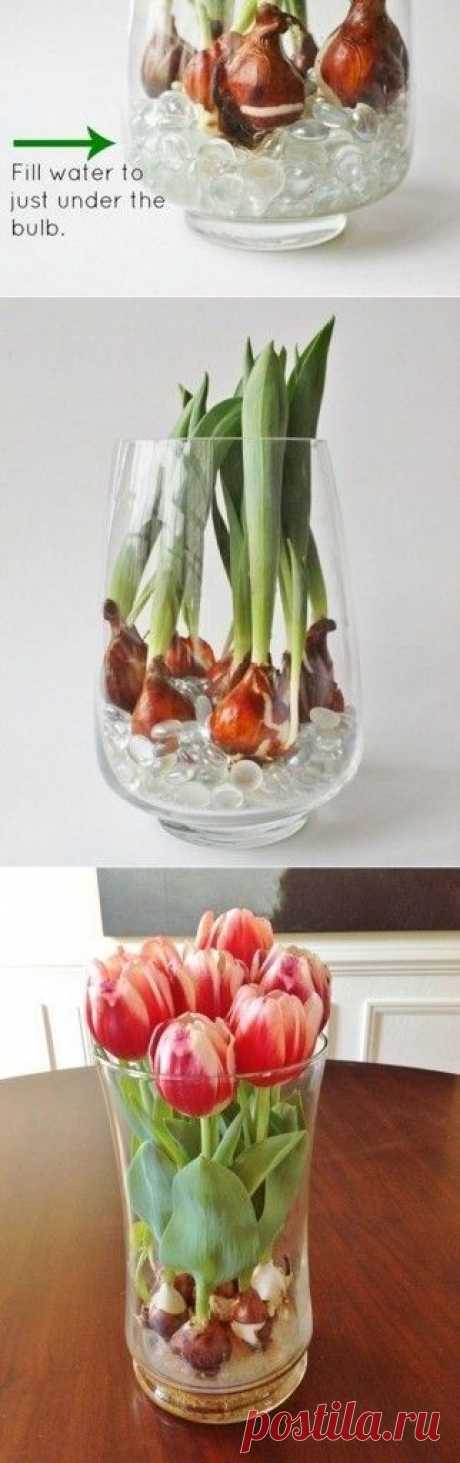 Year Round Tulips - Home and Garden Design... I have done this and it works!!  / How to Force Tulip Bulbs in Water