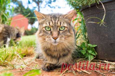 Кошачий рай