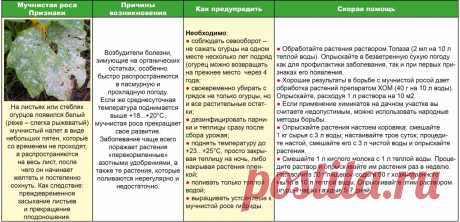 Скорая помощь огурчику - спасаем от мучнистой росы (таблица)
