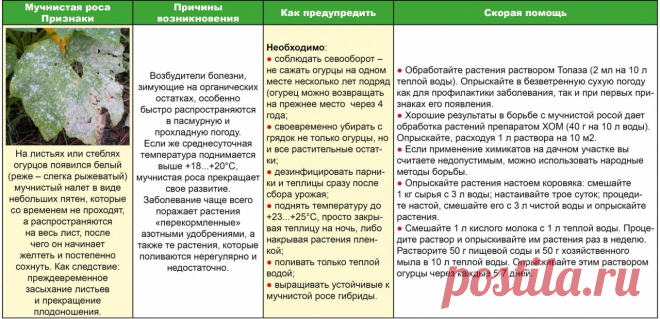 Скорая помощь огурчику - спасаем от мучнистой росы (таблица)