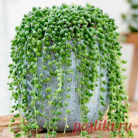 Комнатное растение Крестовник (Senecio). Крестовники разных видов часто совсем не похожи друг на друга. У крестовника Геррейна (S.herreianus) листики имеют форму капель. Крестовник Роули (S.rowleyanus) имеет ползучие побеги с листьями в форме горошины, за что это растение прозвали &quot;нить жемчуга&quot;. Крестовник блестящий (S.mikanioides) обладает листьями, как у плюща. Крестовник крупноязычковый (S.macroglossus) - вьющаяся лиана с тонкими стеблями, известная как &quot;Натальский плащ&quot;.