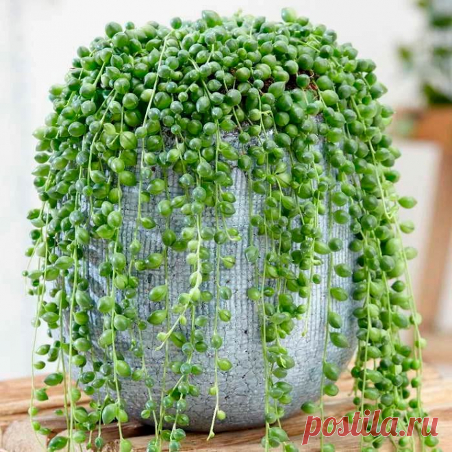 Комнатное растение Крестовник (Senecio). Крестовники разных видов часто совсем не похожи друг на друга. У крестовника Геррейна (S.herreianus) листики имеют форму капель. Крестовник Роули (S.rowleyanus) имеет ползучие побеги с листьями в форме горошины, за что это растение прозвали "нить жемчуга". Крестовник блестящий (S.mikanioides) обладает листьями, как у плюща. Крестовник крупноязычковый (S.macroglossus) - вьющаяся лиана с тонкими стеблями, известная как "Натальский плащ".
