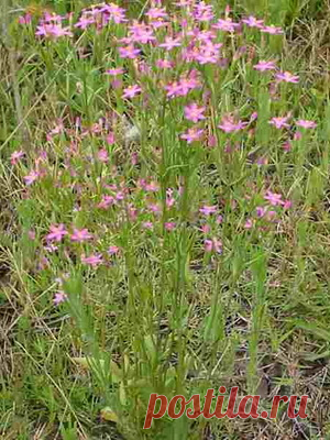 Лекарственное растение Золототысячник обыкновенный (Centaurium minus). Преимущественно однолетнее растение, высотой 10-20 см, с прикорневой листовой розеткой из яйцевидных или овальных листьев длиной до 5 см. Стеблевые листья уже, они заостренные, продолговато-яйцевидные до яйцевидно-ланцетных, чаще всего 5-жилковые.