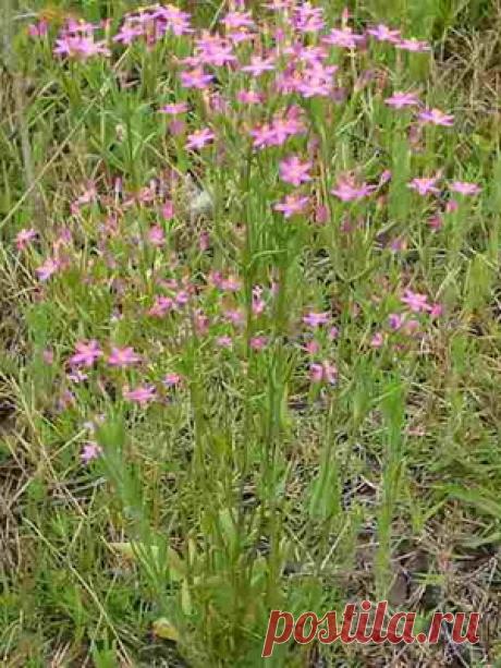 Лекарственное растение Золототысячник обыкновенный (Centaurium minus). Преимущественно однолетнее растение, высотой 10-20 см, с прикорневой листовой розеткой из яйцевидных или овальных листьев длиной до 5 см. Стеблевые листья уже, они заостренные, продолговато-яйцевидные до яйцевидно-ланцетных, чаще всего 5-жилковые. Стебель прямостоячий, разветвлен только в верхней части, несет соцветие в виде ложного зонтика. Розово-красные цветки почти сидячие, венчик 5-членный, трубка длиной до 1,5 см.