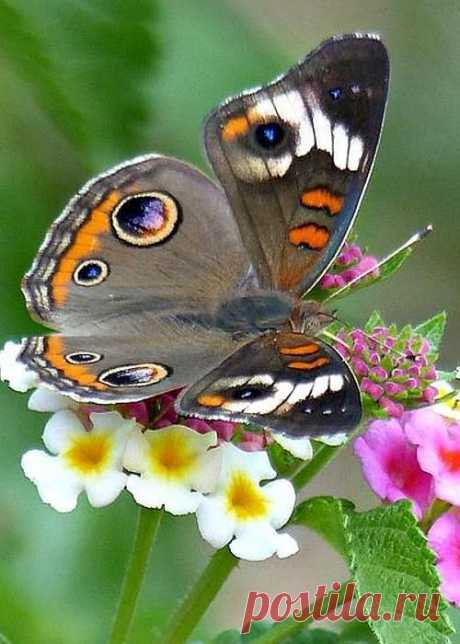 Buckeye Butterfly by Francine Greene | ali di farfalle