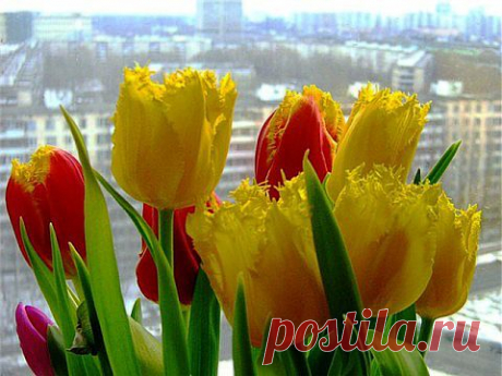 С праздником Весны, милые женщины!!! С 8 марта!!! | Я ЗДОРОВ!
