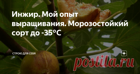 Инжир. Мой опыт выращивания. Морозостойкий сорт до -35°С Уважаемые читатели, у меня появилась возможность написать небольшую статью о сорте: "Медовый кистевой".
Я и моя семья - любители этой ягоды. Когда мы приобрели участок, я задался вопросом об использовании земли по предназначению, и первым же делом отправились на выставку плодовых культур.
Инжир медовый кистевой (фото из интернета)
И вот счастье, на одном из прилавков было все заставлено саженцами