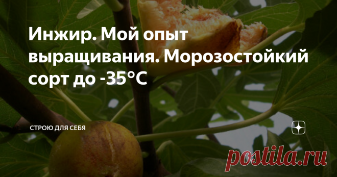 Инжир. Мой опыт выращивания. Морозостойкий сорт до -35°С Уважаемые читатели, у меня появилась возможность написать небольшую статью о сорте: 