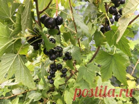 Трачу осенью 20 минут на обработку смородины, зато уверена, что кусты будут здоровыми и отличный урожай | Есть время под луной | Дзен