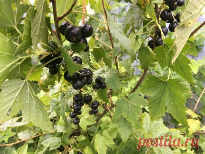 Трачу осенью 20 минут на обработку смородины, зато уверена, что кусты будут здоровыми и отличный урожай | Есть время под луной | Дзен