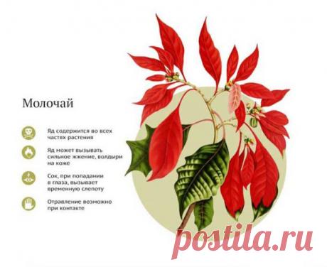 10 опасных комнатных растений. Их нужно знать!!!