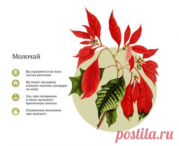10 опасных комнатных растений. Их нужно знать!!!