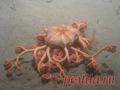 Необычные комбинации органов у животных: Одним нужно 5 глаз, другим всего 1 лёгкое, а третьим по... Не думаю, что смогу вас удивить, но человеческое тело — не эталон. Другие животные имеют самые различные комбинации самых привычных нам органов. И чувствуют себя отлично! Вот возьмём, например, глаза.