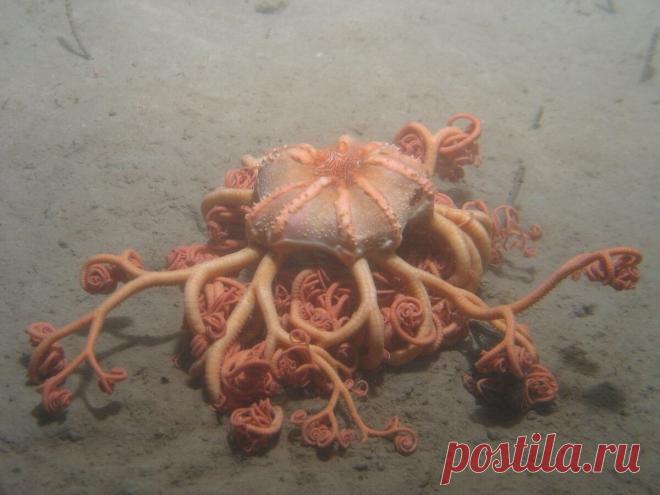 Необычные комбинации органов у животных: Одним нужно 5 глаз, другим всего 1 лёгкое, а третьим по... Не думаю, что смогу вас удивить, но человеческое тело — не эталон. Другие животные имеют самые различные комбинации самых привычных нам органов. И чувствуют себя отлично! Вот возьмём, например, глаза.