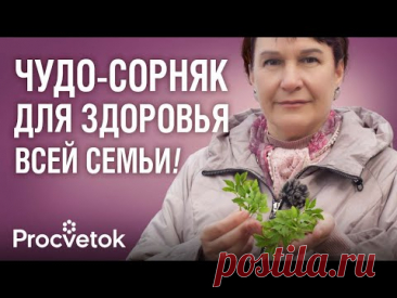САМЫЙ ЦЕННЫЙ СОРНЯК: спасёт от тромбов и болей в суставах, снизит холестерин, нормализует давление