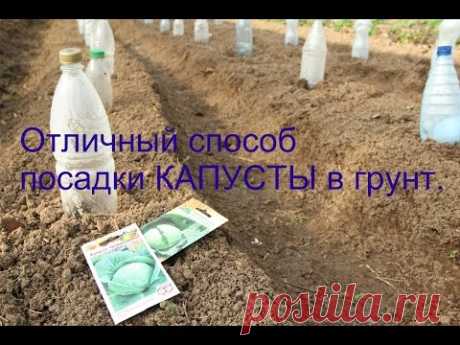 Посадка капусты в грунт. Под бутылки.