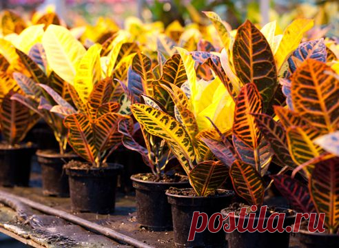Размножение Кодиеума пёстрого | РОЗЫ