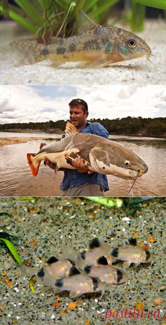 Как выбрать и купить аквариумных сомов | Аквариумистика - ответы на вопросы о рыбах, растениях и аквариуме