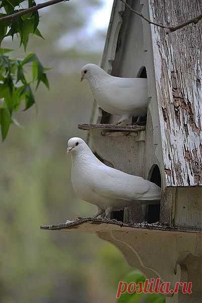 Doves. | Delightful Doves