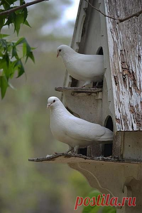 Doves. | Delightful Doves