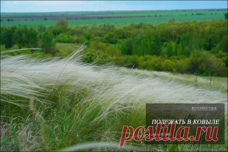 Фотопрогулки. Поваляться в ковыле Средина мая выдалось у нас прохладной и дождливойНочью температура опускалась до нуляБлагодаря частым дождям "пошли" грибы...В один из дней мы, семьей решили прогуляться.. Прямо за селом начинается за...