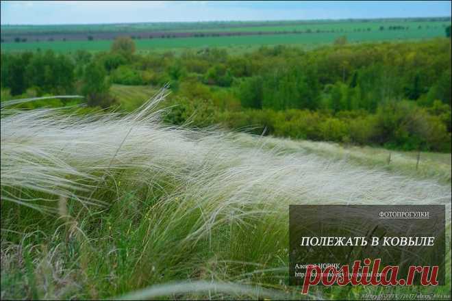 Фотопрогулки. Поваляться в ковыле Средина мая выдалось у нас прохладной и дождливойНочью температура опускалась до нуляБлагодаря частым дождям 