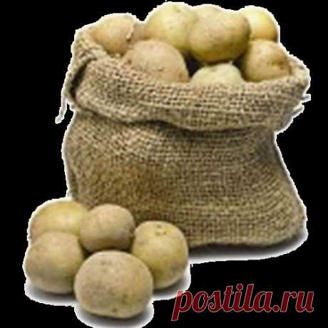 Совет при посадке картофеля макать ее в болтушку.