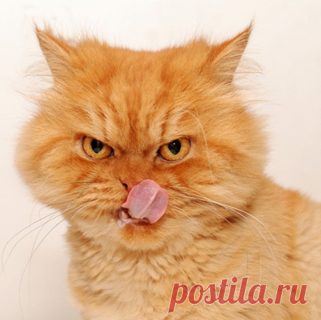 Рыжий перс Garfi