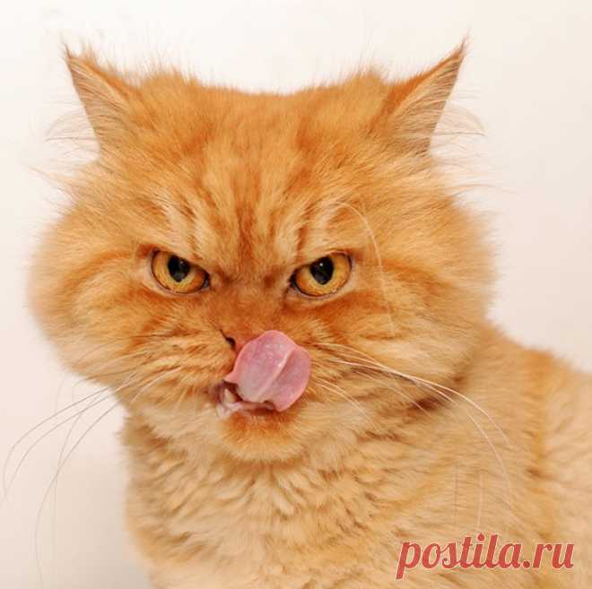 Рыжий перс Garfi