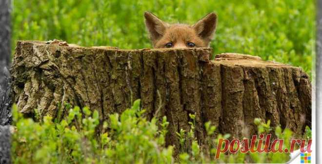 История о том, как фотограф научился договариваться с дикими животными