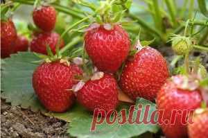 2В1 ПОДКОРМКА КЛУБНИКИ И БОРЬБА С ВРЕДИТЕЛЯМИ