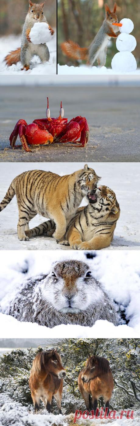 Животные в фотографиях