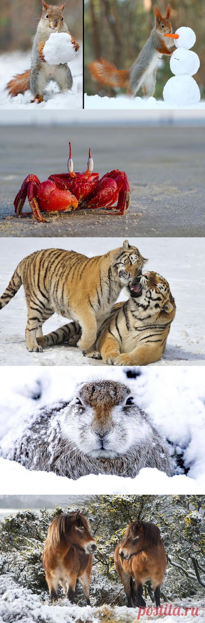 Животные в фотографиях