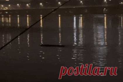 Речное чудовище поднялось на поверхность посреди крупного города
