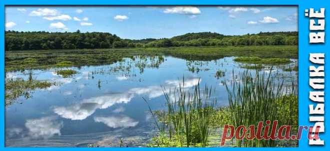 Как поймать щуку на пруду или озере - fishing-all.ru