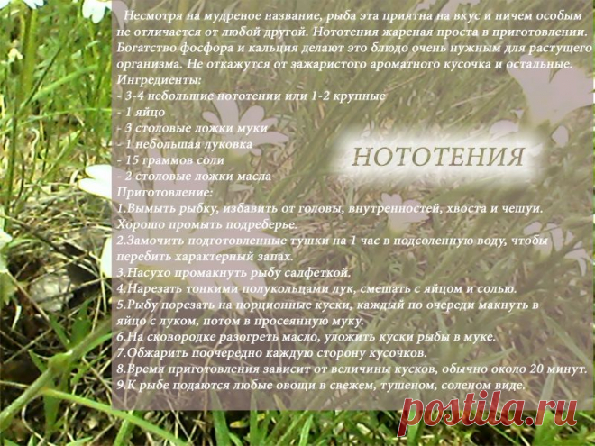 Рецепты - Нототения