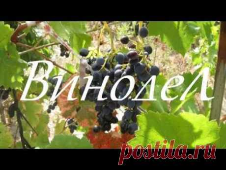 Сколько сахара ложить в домашнее вино.