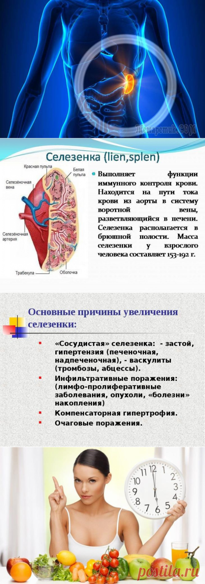 Увеличение селезенки: симптомы и лечение