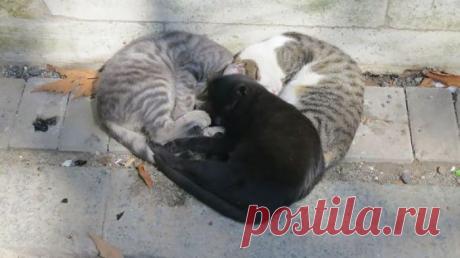 Чистосердечное засыпание