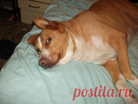 Прощание... (Людмила Клёнова) / Стихи.руКак безжалостен вечер, однако…
Ветер смолк на взлетевшем аккорде…
Умирает безмолвно собака,
Только катятся слёзы по морде…

Понимала, что время уходит –
И прощалась, к плечу прижимаясь…
Боль в глазах глубоко безысходна,
Света в них – только искорка-малость…

Вдох последний… И выдох последний…
Вот и всё… И душа улетела…
ТАМ светло ей. Поверишь ли? Бредни…
ЗДЕСЬ пока ещё тёплое тело…