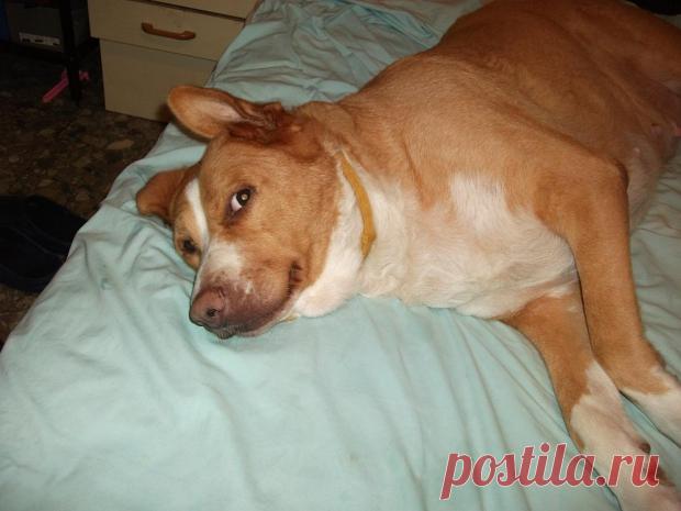 Прощание... (Людмила Клёнова) / Стихи.руКак безжалостен вечер, однако…
Ветер смолк на взлетевшем аккорде…
Умирает безмолвно собака,
Только катятся слёзы по морде…

Понимала, что время уходит –
И прощалась, к плечу прижимаясь…
Боль в глазах глубоко безысходна,
Света в них – только искорка-малость…

Вдох последний… И выдох последний…
Вот и всё… И душа улетела…
ТАМ светло ей. Поверишь ли? Бредни…
ЗДЕСЬ пока ещё тёплое тело…