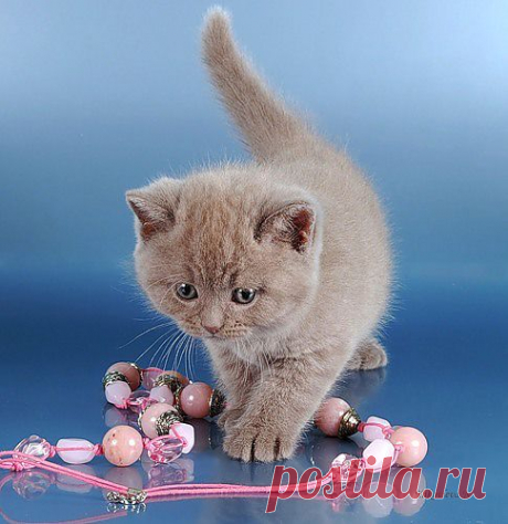 котик