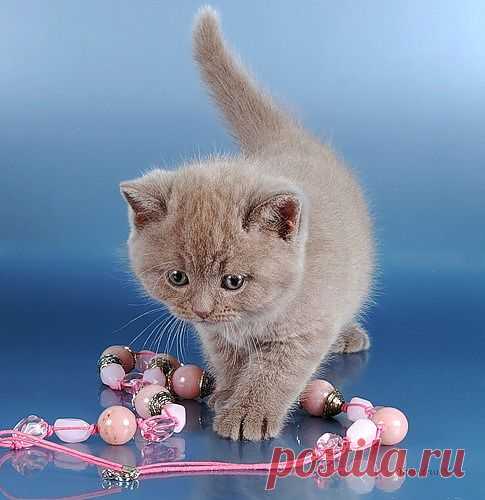котик