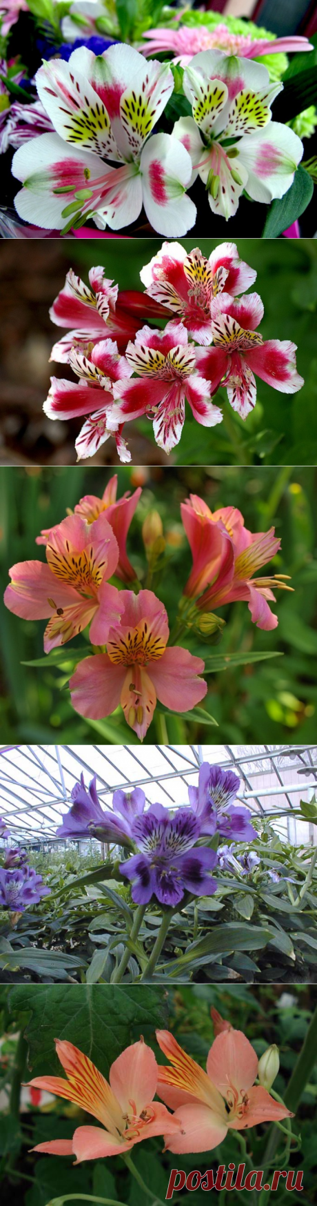 Альстремерия — перуанская лилия — 6 соток